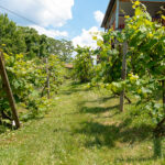 vines at forks of cheat